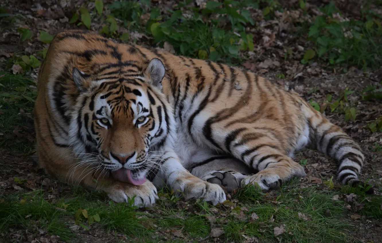 Photo wallpaper look, predator, the Amur tiger