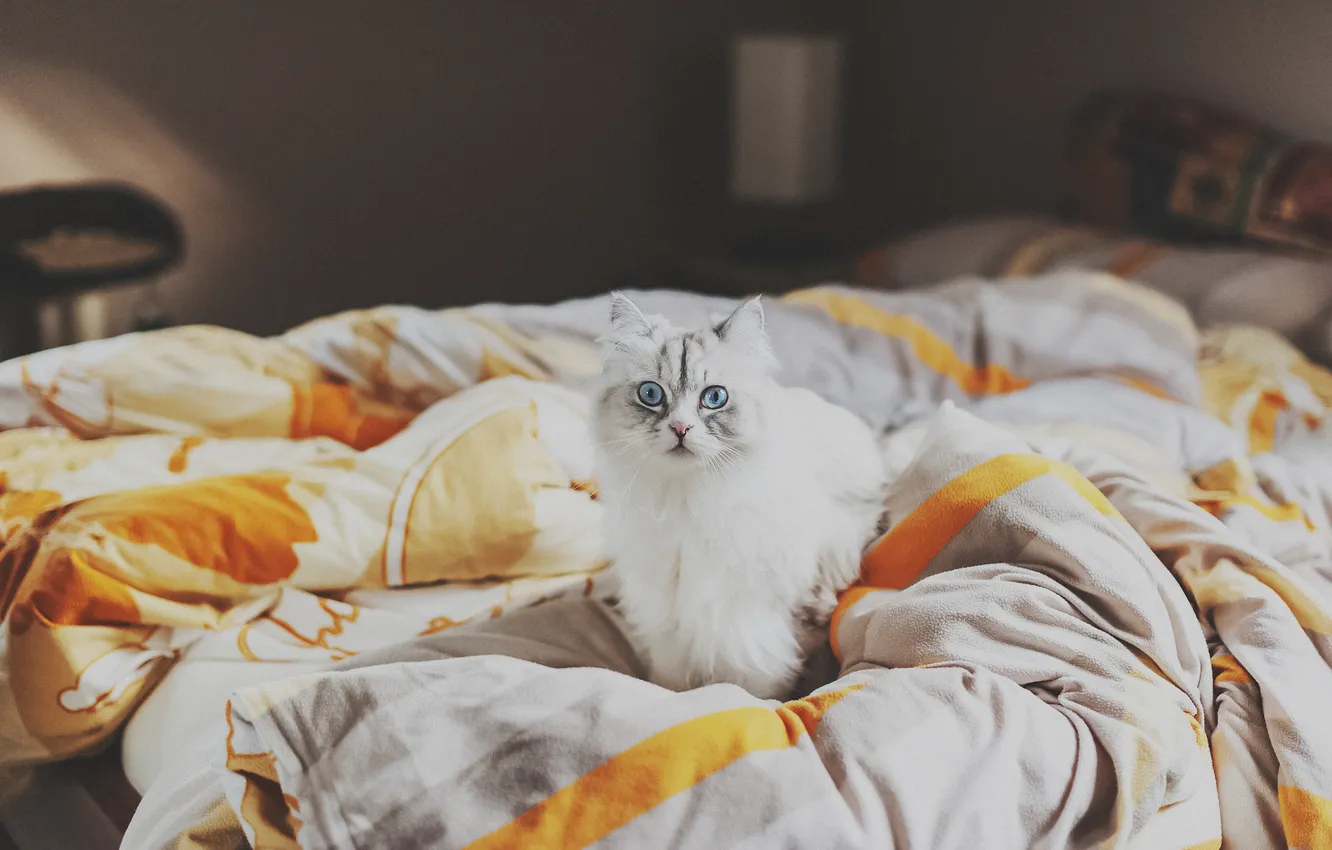 Photo wallpaper cat, look, bed