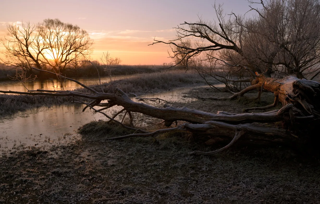 Photo wallpaper trees, landscape, sunset, river