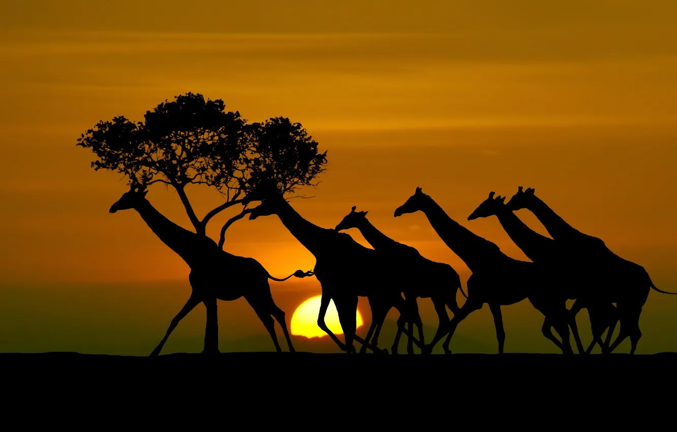Photo wallpaper the sun, silhouette, giraffe, Tanzania