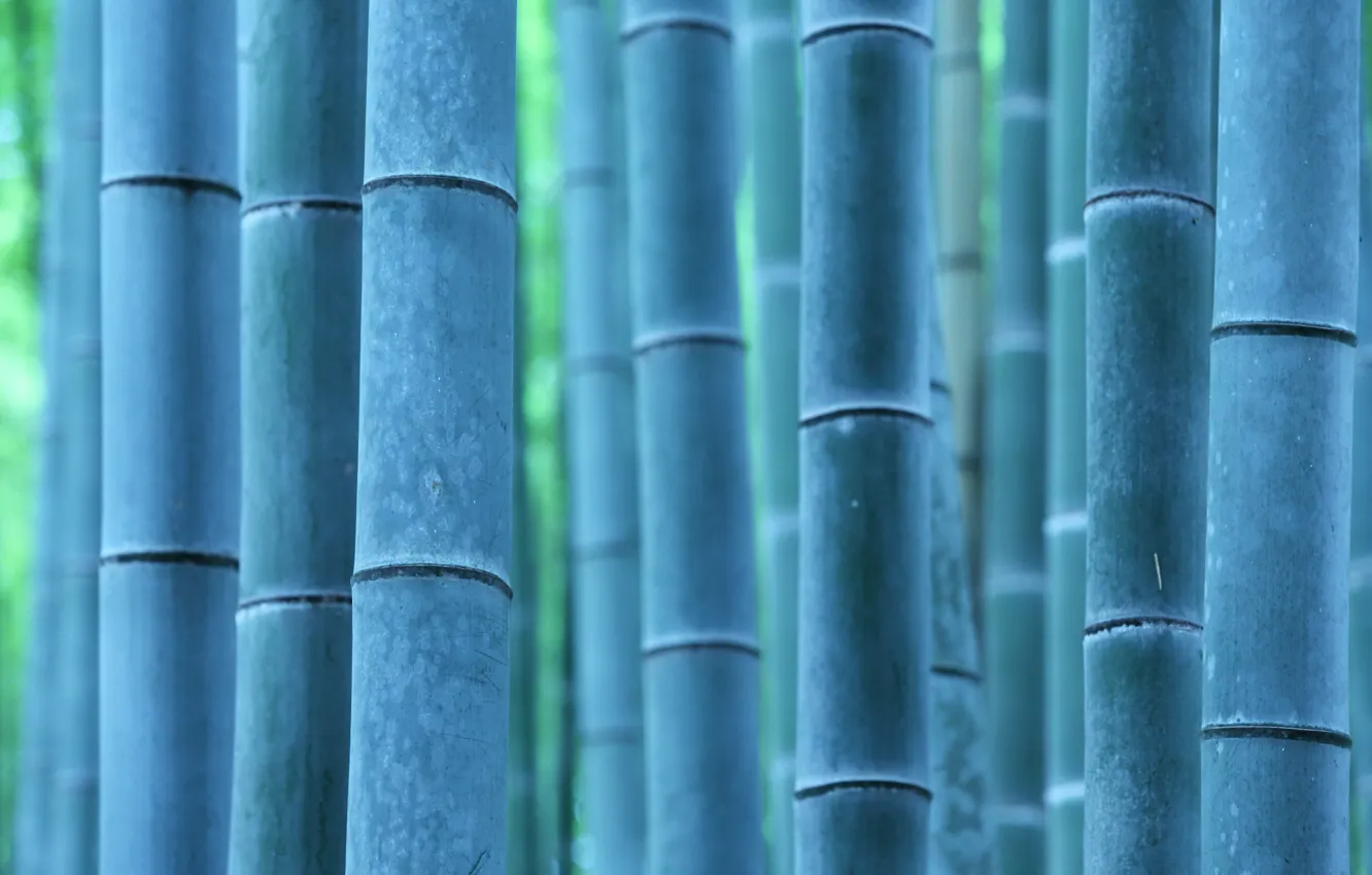 Photo wallpaper macro, nature, bamboo