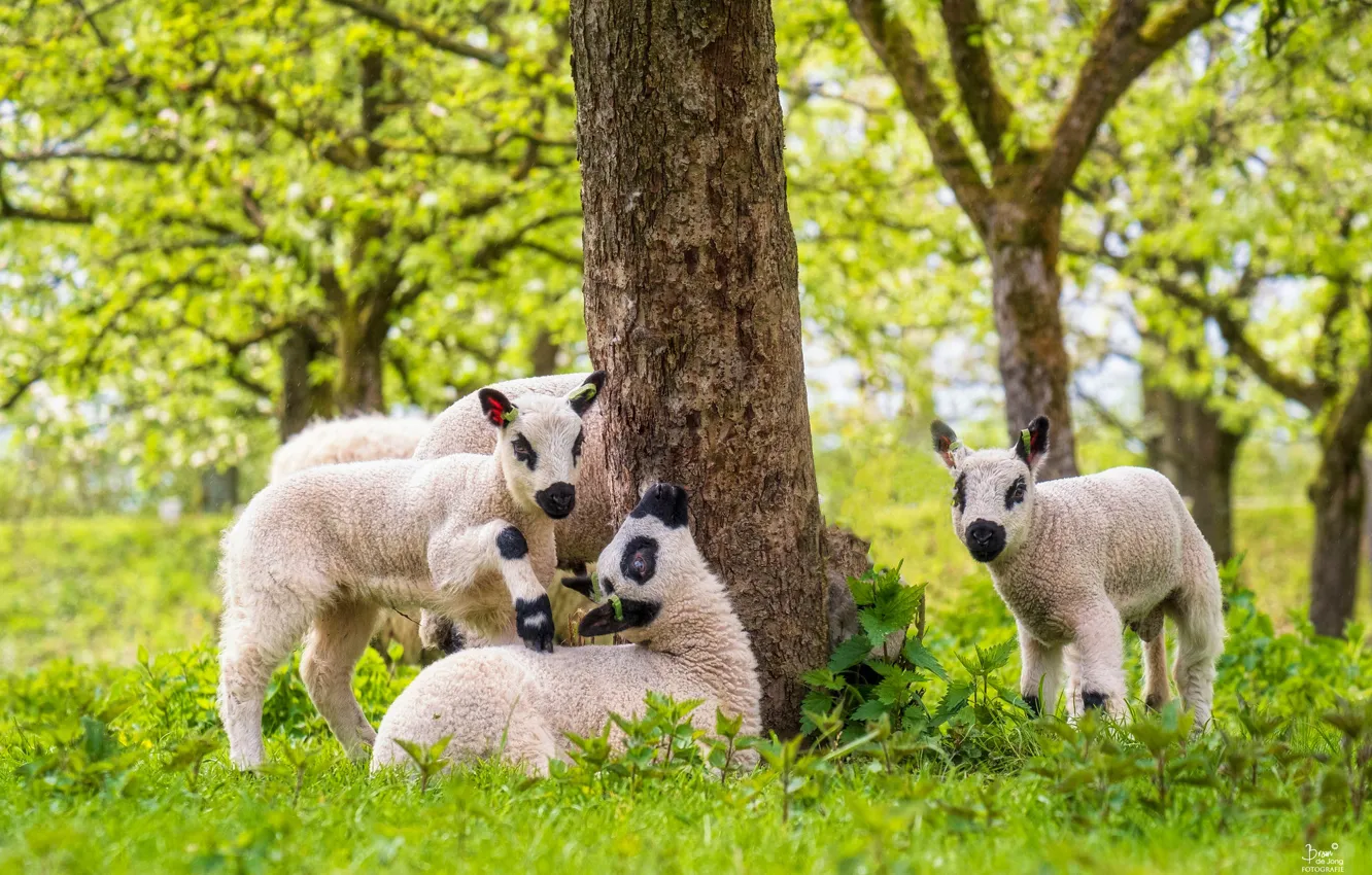 Photo wallpaper trees, lamb, sheep
