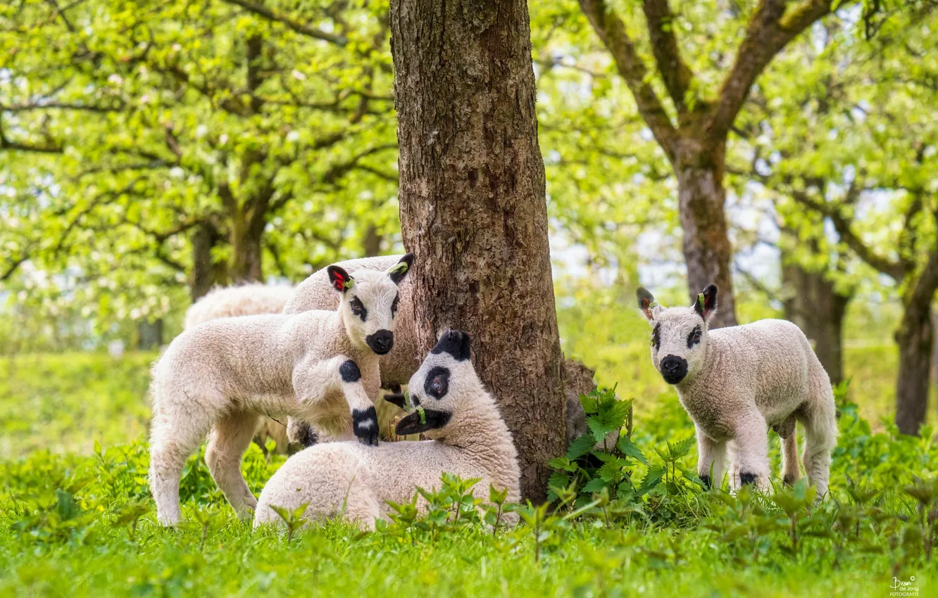Photo wallpaper trees, sheep, lambs