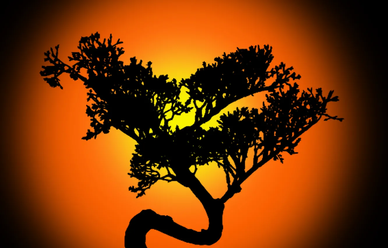 Photo wallpaper China, plant, chinese, Bonsai