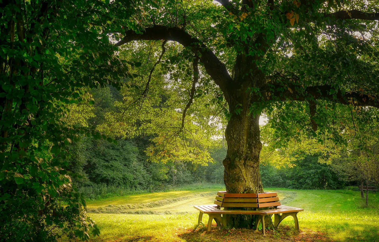 Photo wallpaper summer, nature, tree, garden, benches