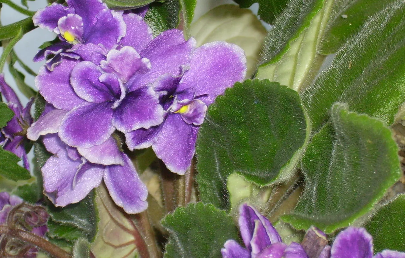 Photo wallpaper purple, flowers, violet, violet