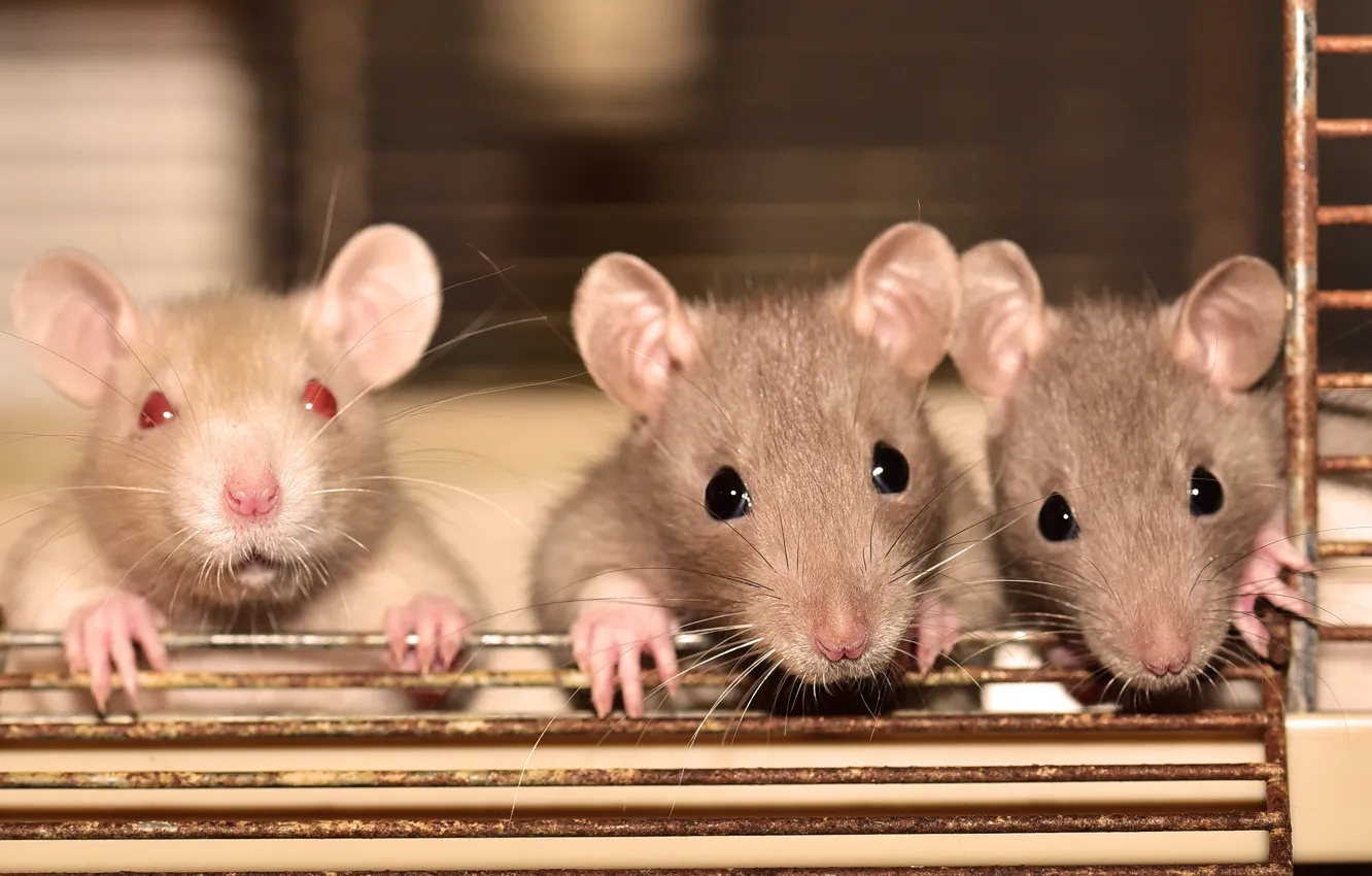 Photo wallpaper look, background, cell, mouse, mouse, three, rats, rods