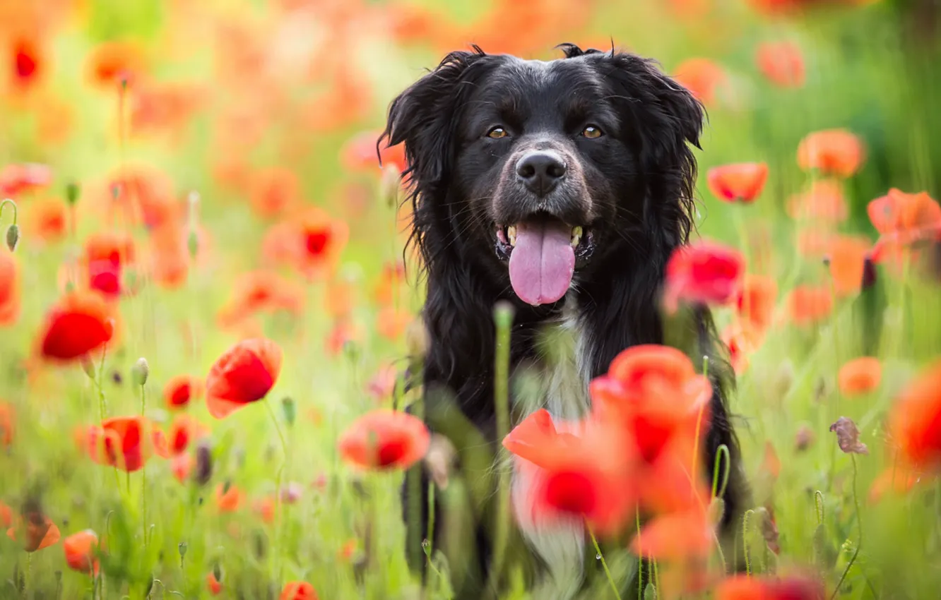 Photo wallpaper field, language, summer, face, flowers, nature, black, Maki