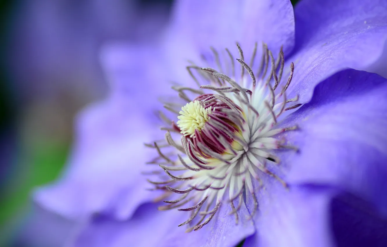 Photo wallpaper macro, clematis, clematis