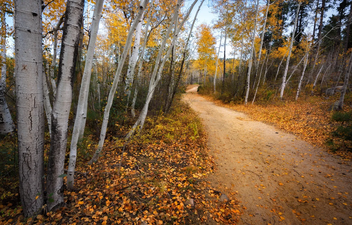 Photo wallpaper road, autumn, forest