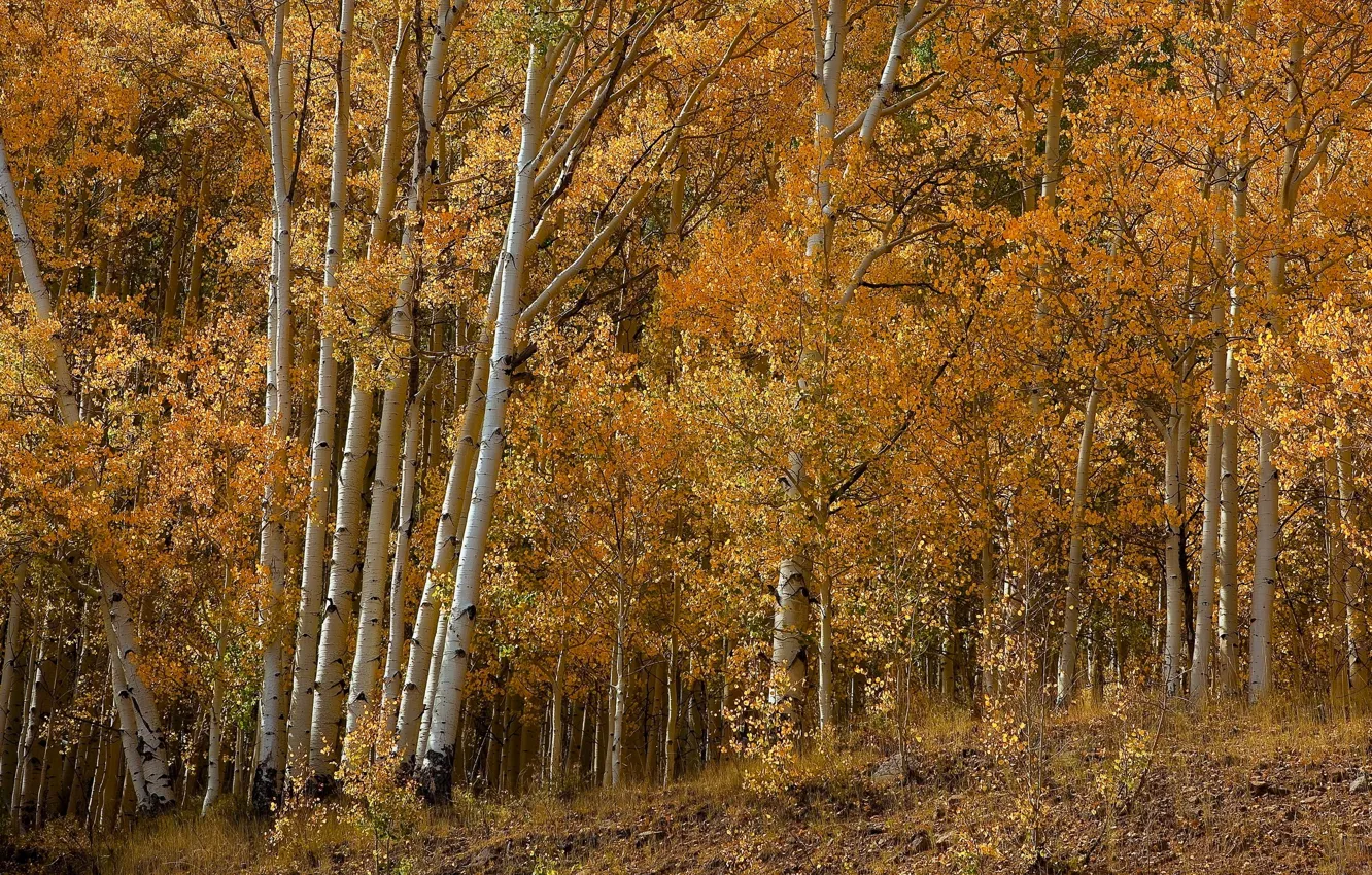 Photo wallpaper autumn, forest, leaves, trees, birch, grove, aspen