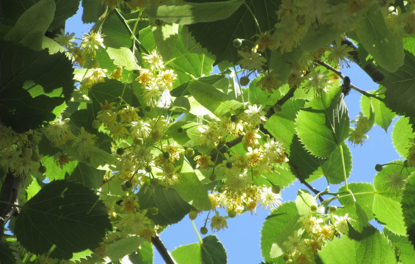 Photo wallpaper flowers, Linden, June, Mamala ©, Summer 2018