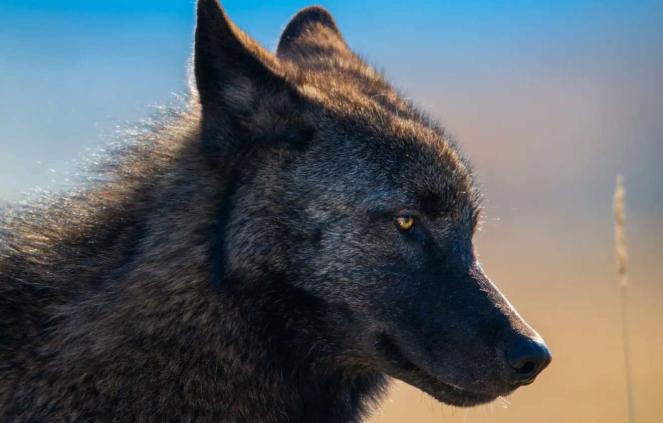 Photo wallpaper fantasy, nature, art, snow, predator, face, animal, wolf