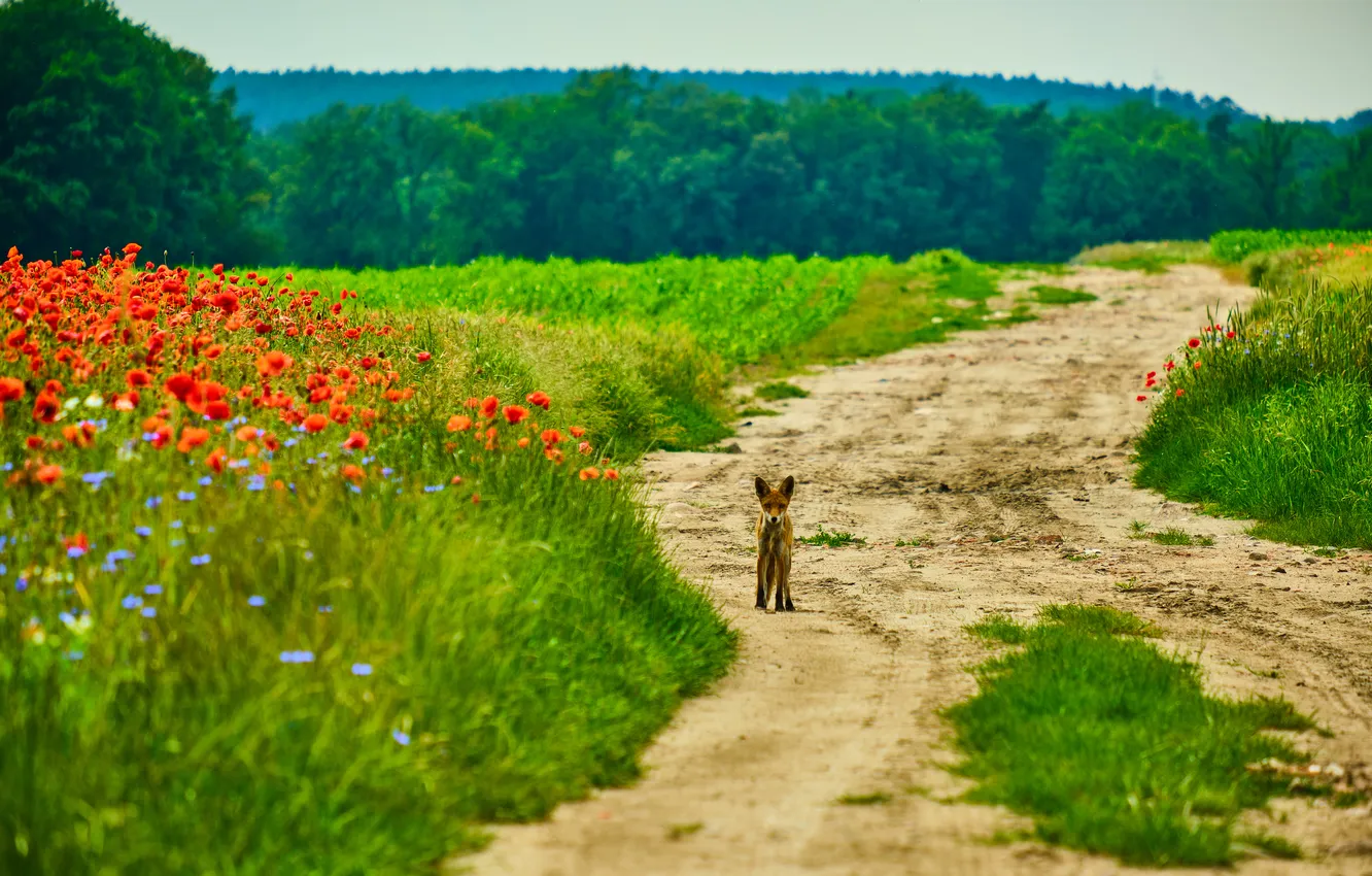 Photo wallpaper road, fox, landscape, nature