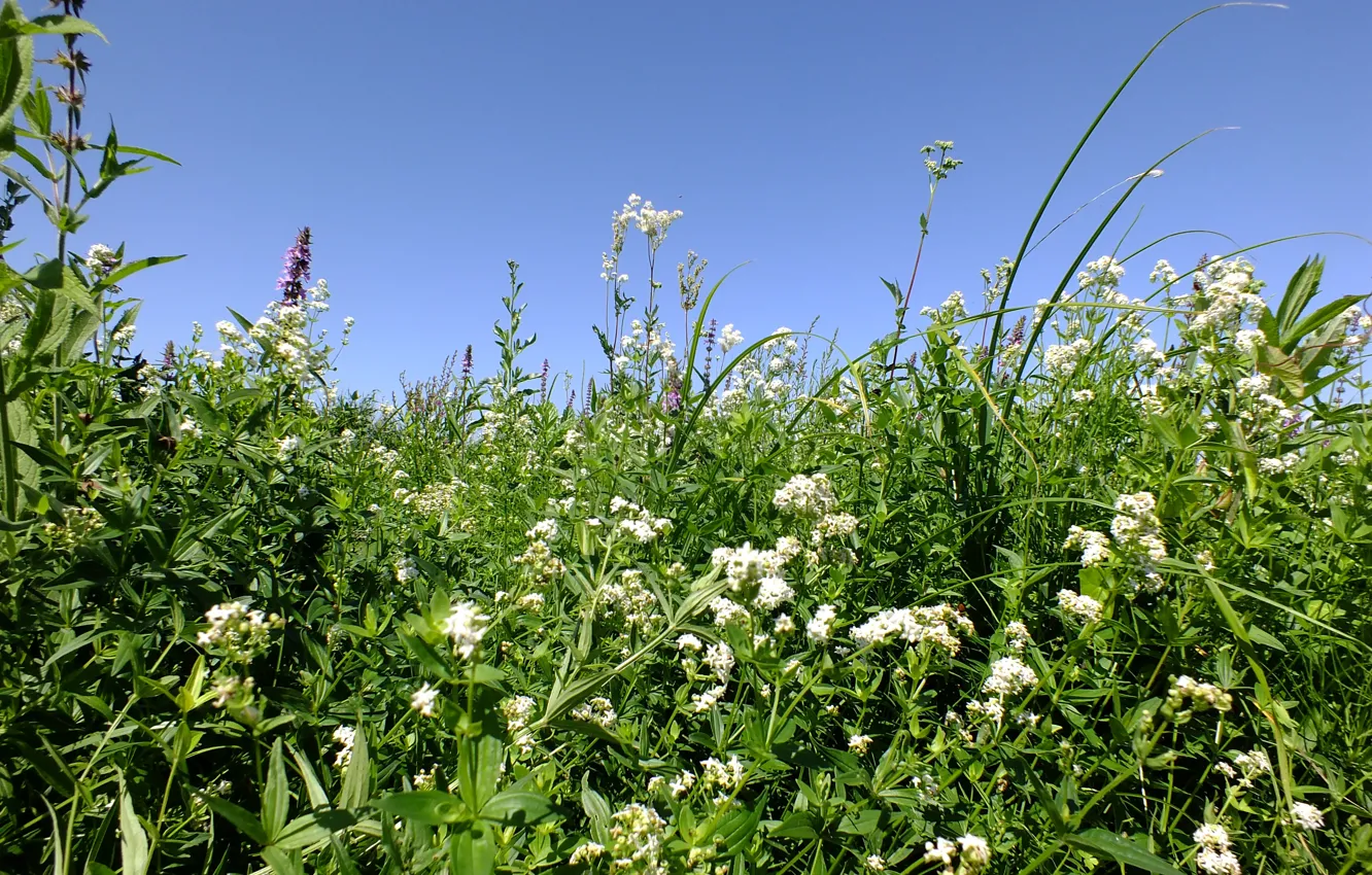 Photo wallpaper field, summer, grass, nature, meadow