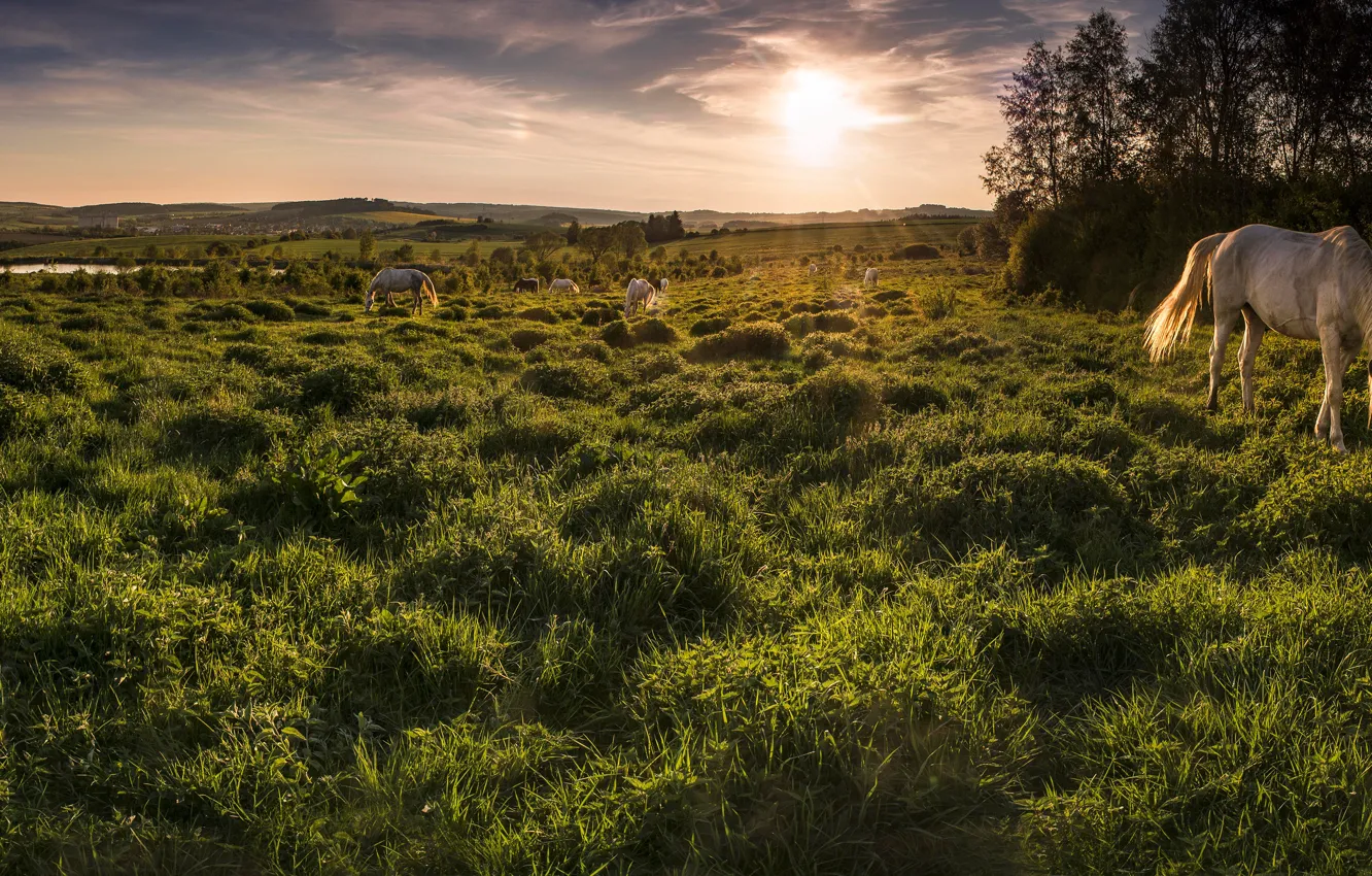Photo wallpaper field, white, grass, nature, horse, horse, pasture, meadow