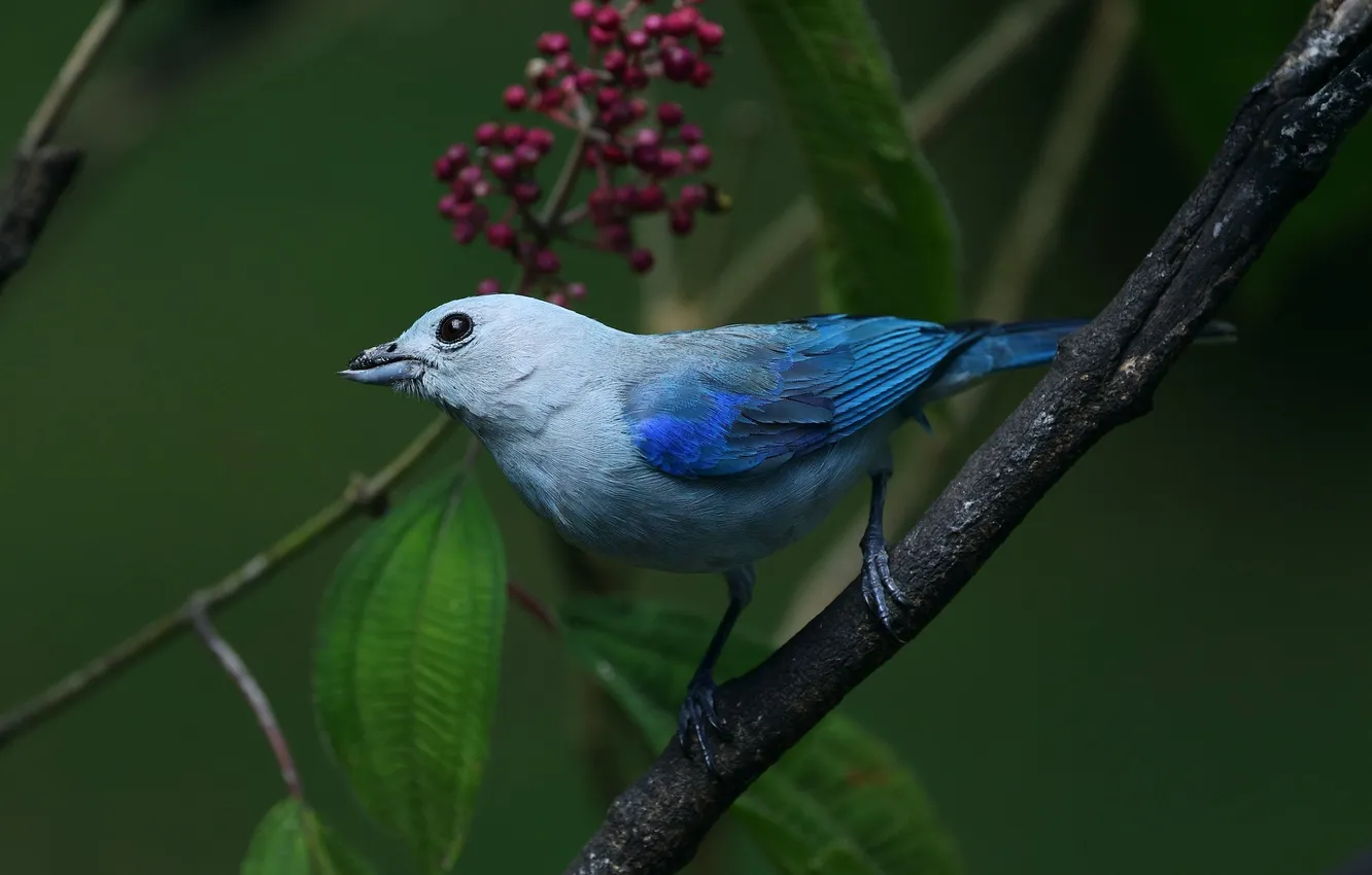 Photo wallpaper leaves, branches, microsemi, bird, bright color, krasivaya