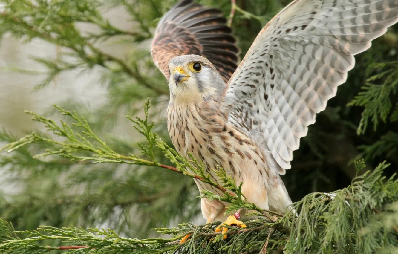 Photo wallpaper bird, wings, Falcon, Kestrel