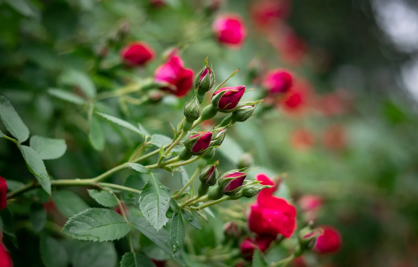 Photo wallpaper greens, roses, buds