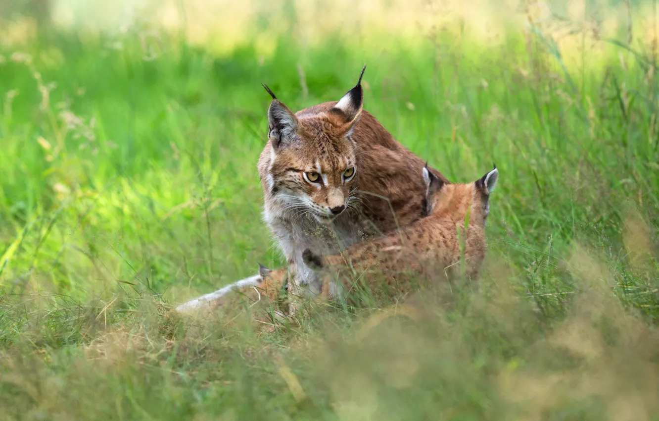 Photo wallpaper grass, nature, two, baby, cub, kitty, lynx, lynx