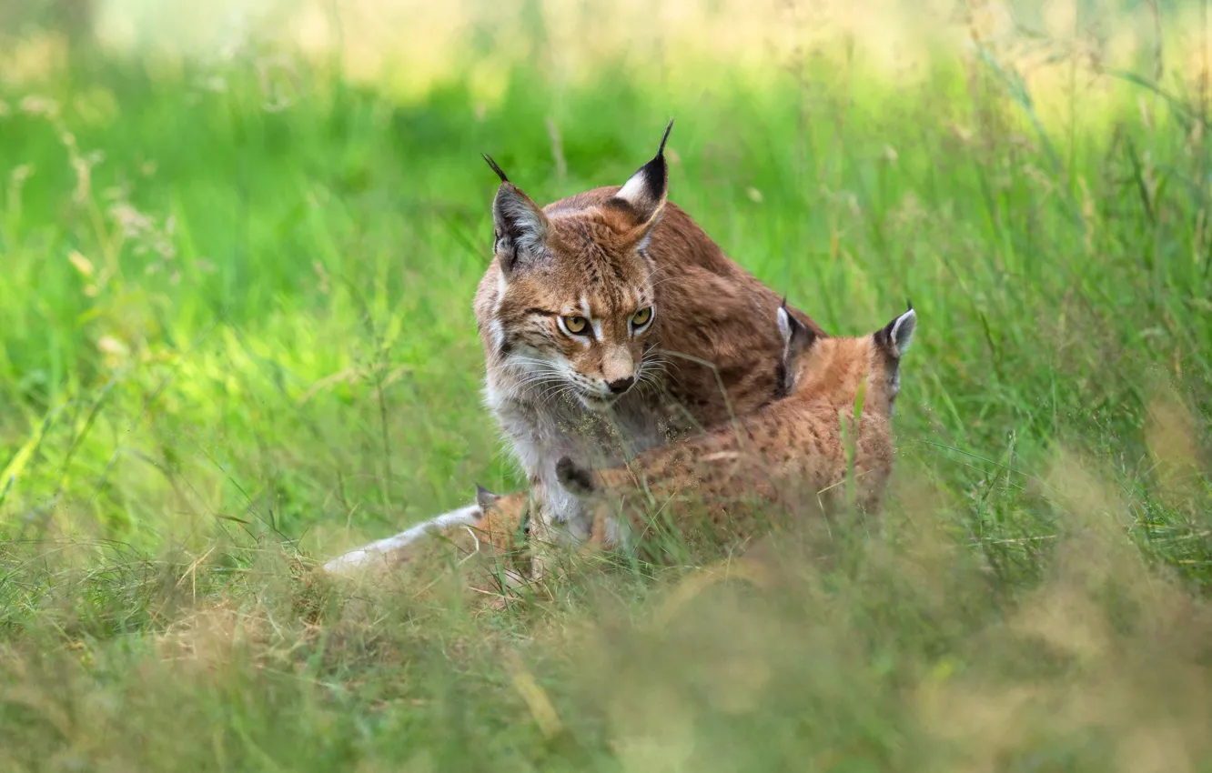 Photo wallpaper grass, nature, kitty, two, baby, kitty, lynx, cub