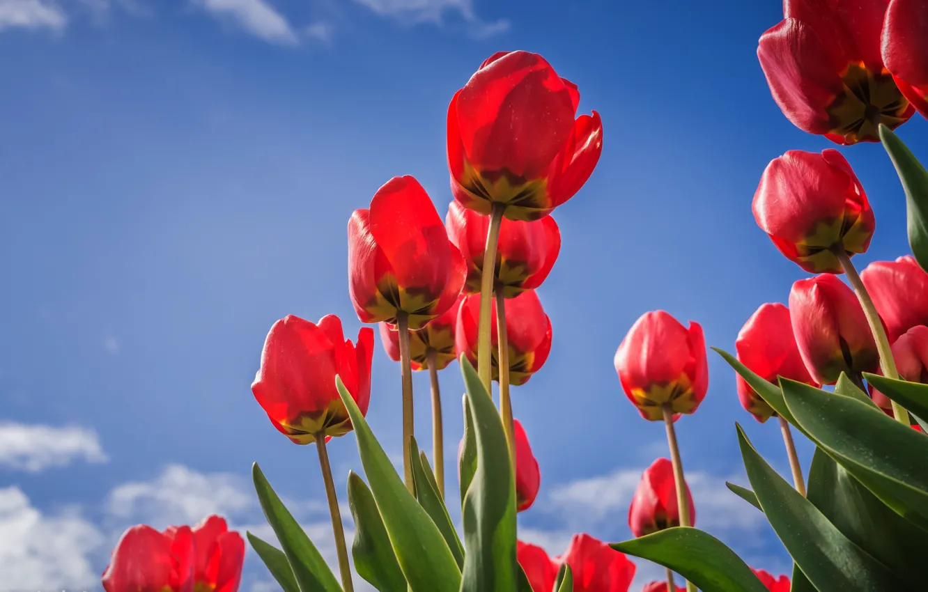 Photo wallpaper the sky, leaves, clouds, flowers, blue, blue, spring, tulips