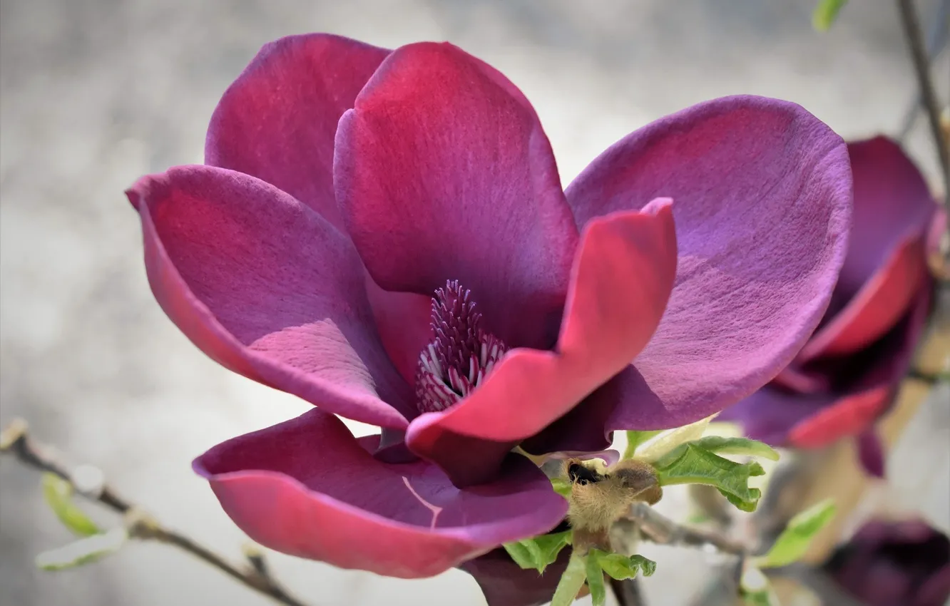 Photo wallpaper flower, background, Magnolia