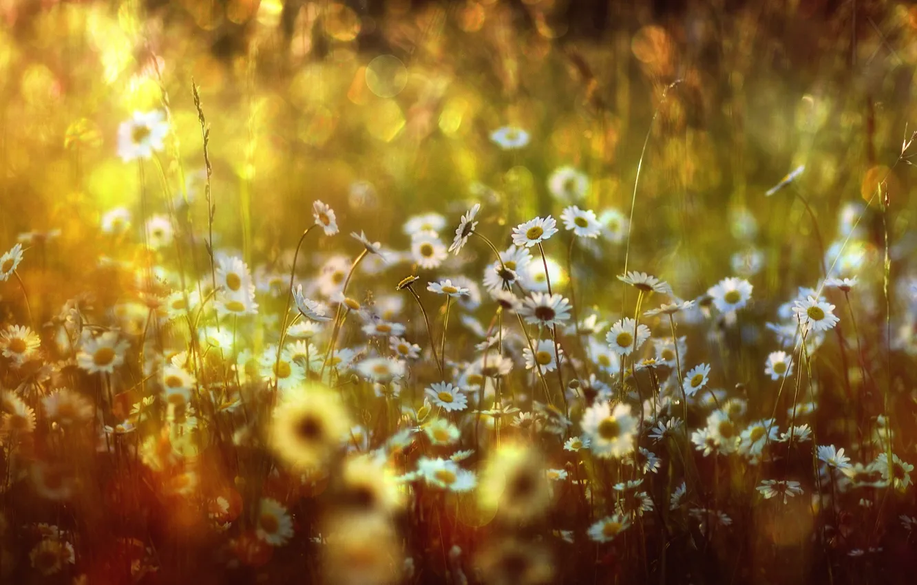 Photo wallpaper grass, light, flowers, chamomile, bokeh