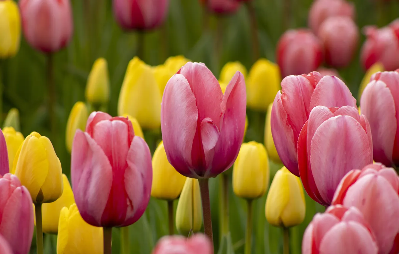 Photo wallpaper flowers, yellow, spring, tulips, pink, buds, flowerbed