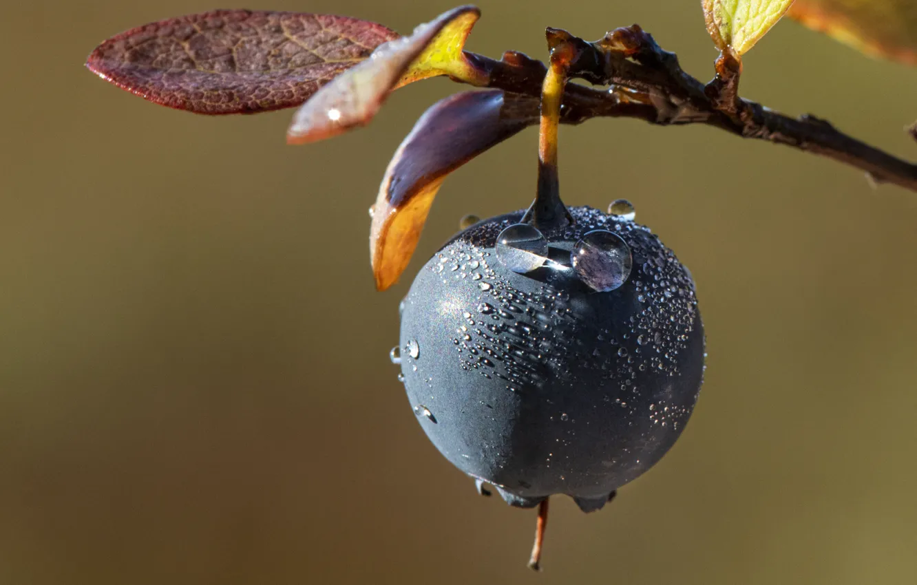 Photo wallpaper branches, berries, leaves, blueberries, droplets of water