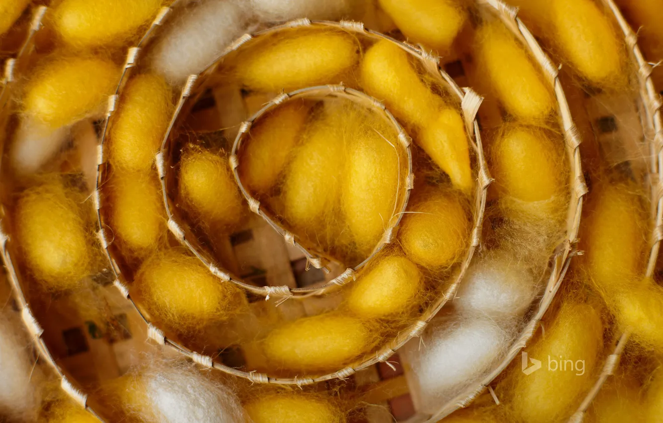 Photo wallpaper cocoon, moth, Laos, Luang Prabang