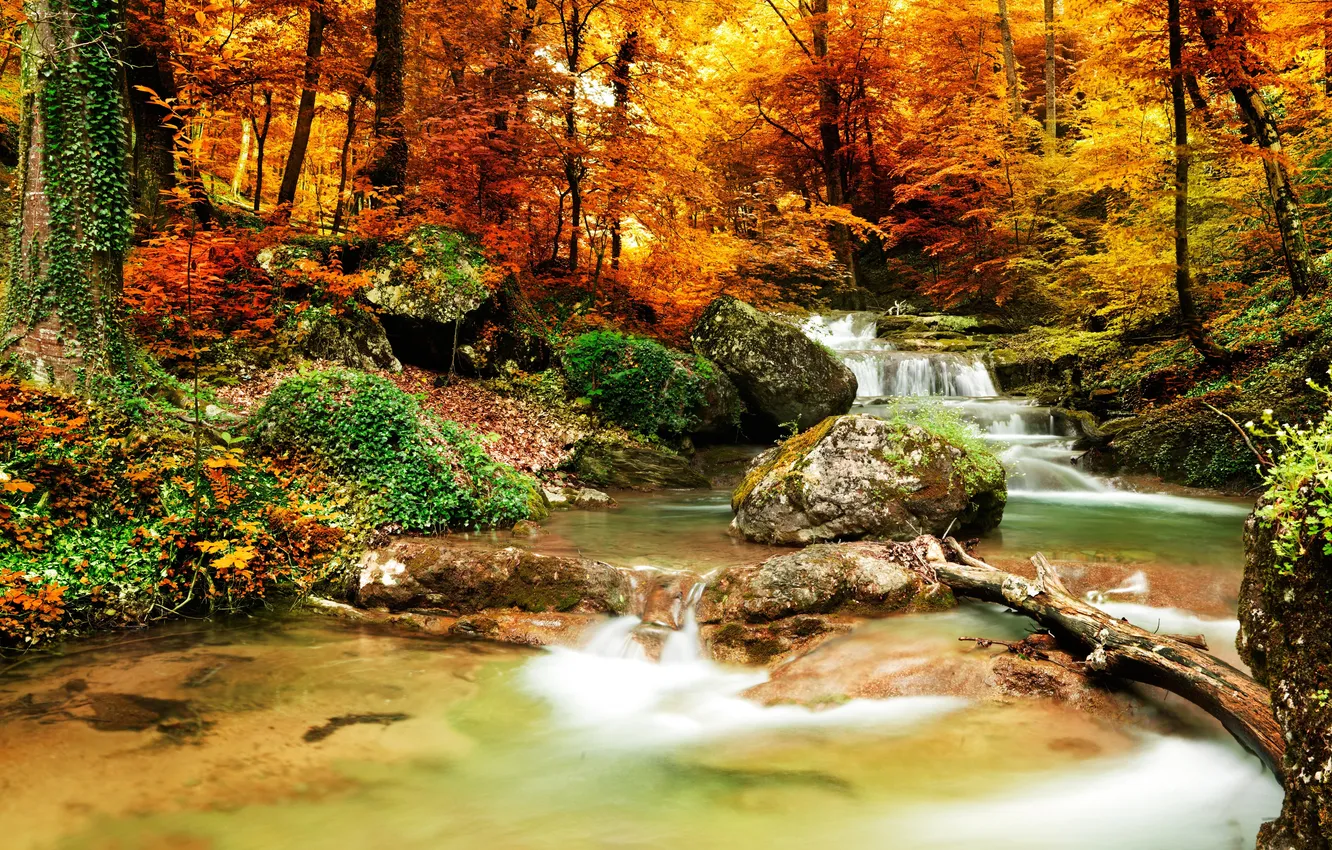 Photo wallpaper autumn, forest, trees, landscape, nature, river, waterfall, forest