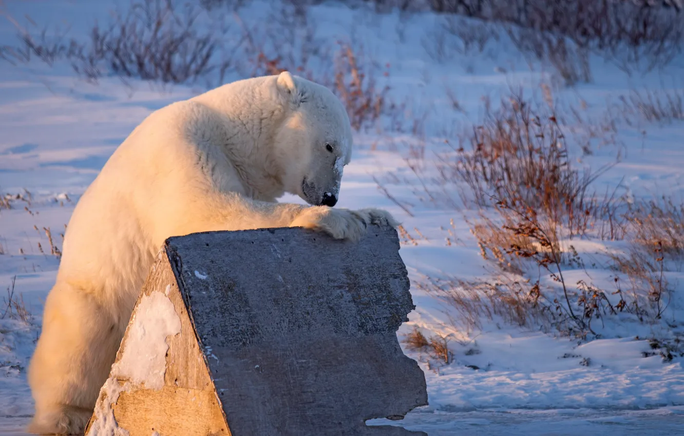 Photo wallpaper winter, snow, booth, Polar bear, Polar bear