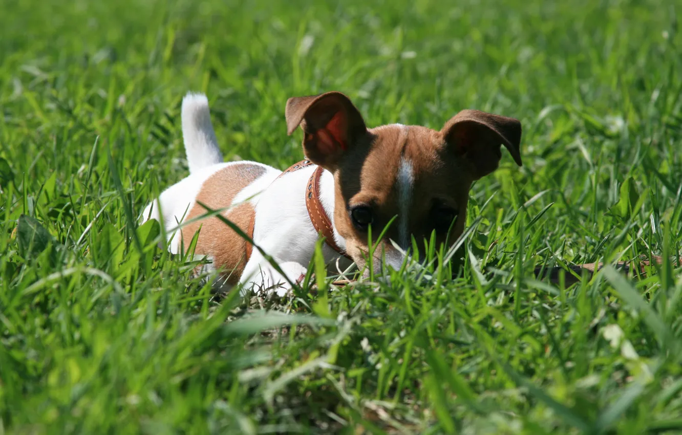 Photo wallpaper dogs, grass, look, background, Wallpaper, dog, hide and seek, walk