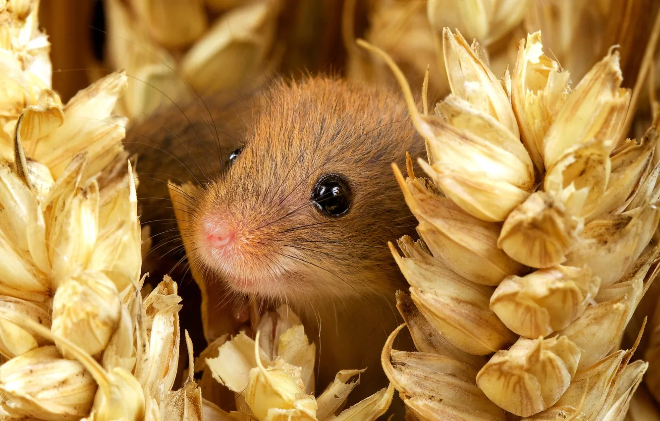 Photo wallpaper eyes, smile, muzzle, ears, nature, mouse, small, Harvest Mouse