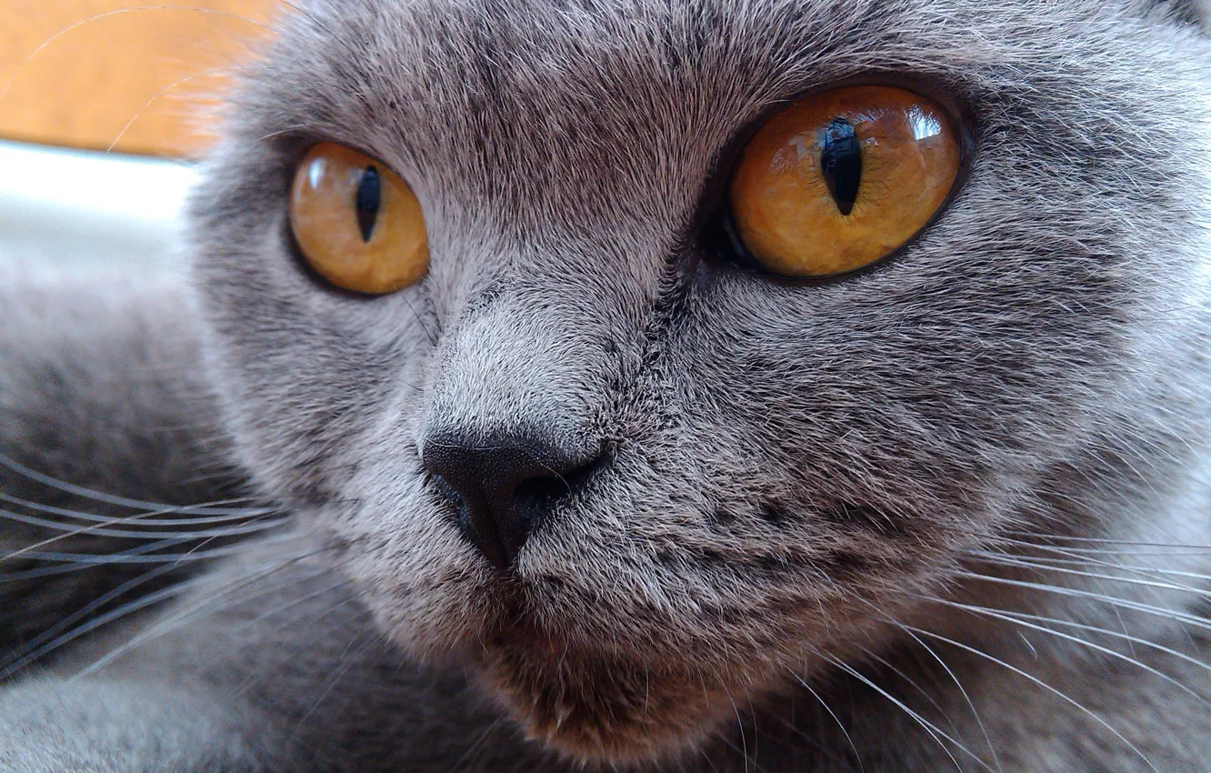 Photo wallpaper cat, eyes, face, British