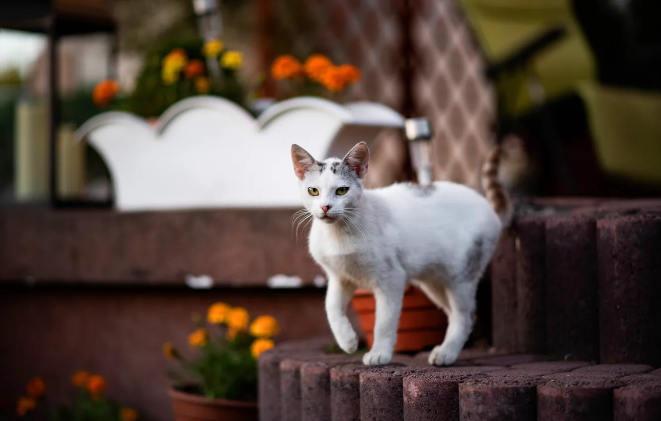Photo wallpaper cat, white, cat, look, flowers, pose, kitty, garden