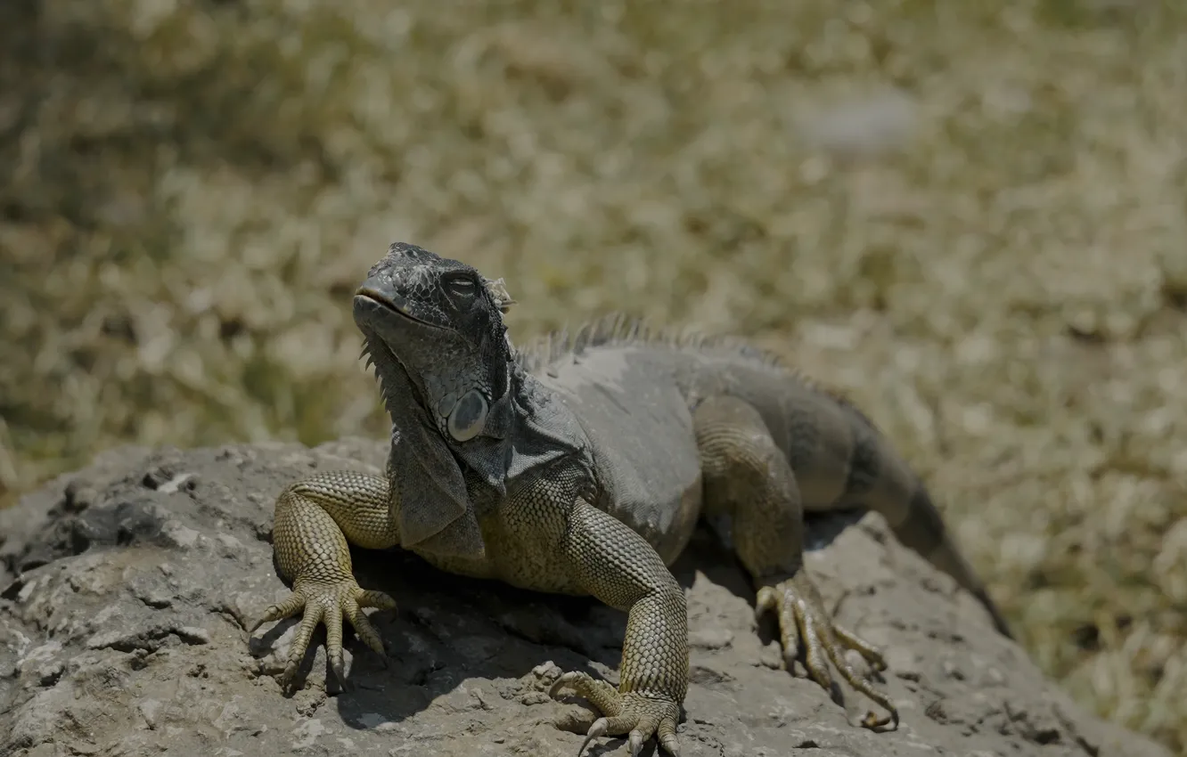 Photo wallpaper rock, Focus, desert, nature, lizard, reptil, 8k