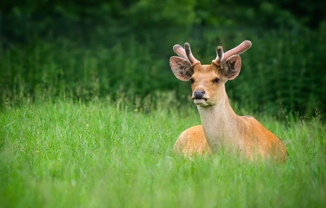 Photo wallpaper grass, glade, deer, lies