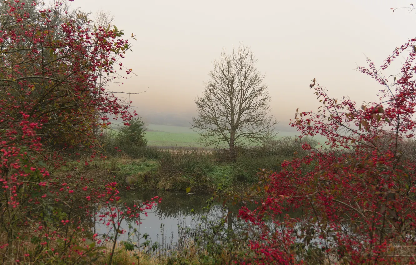 Photo wallpaper field, trees, berries, fruit, the bushes, lake