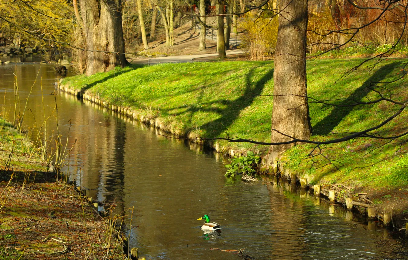 Photo wallpaper trees, park, duck, Brook