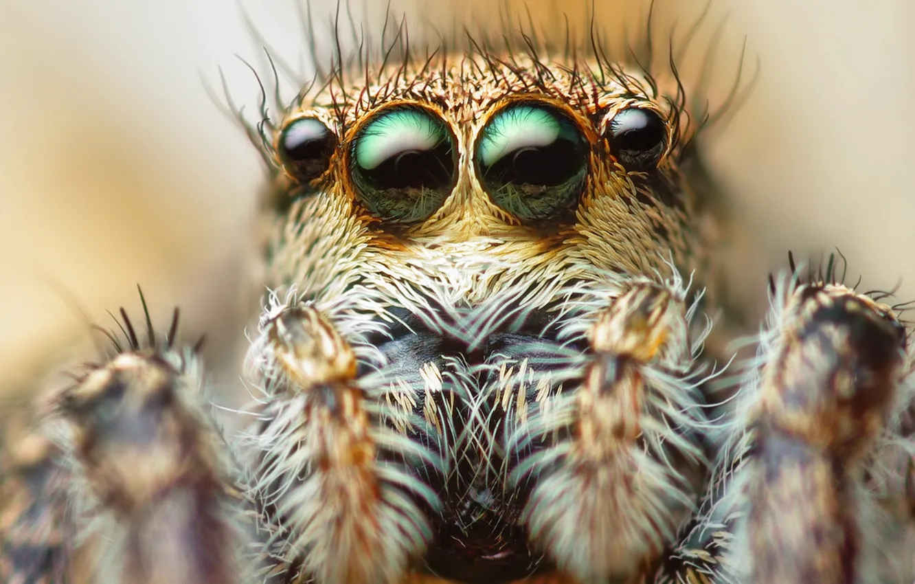Photo wallpaper eyes, macro, spider, hairs