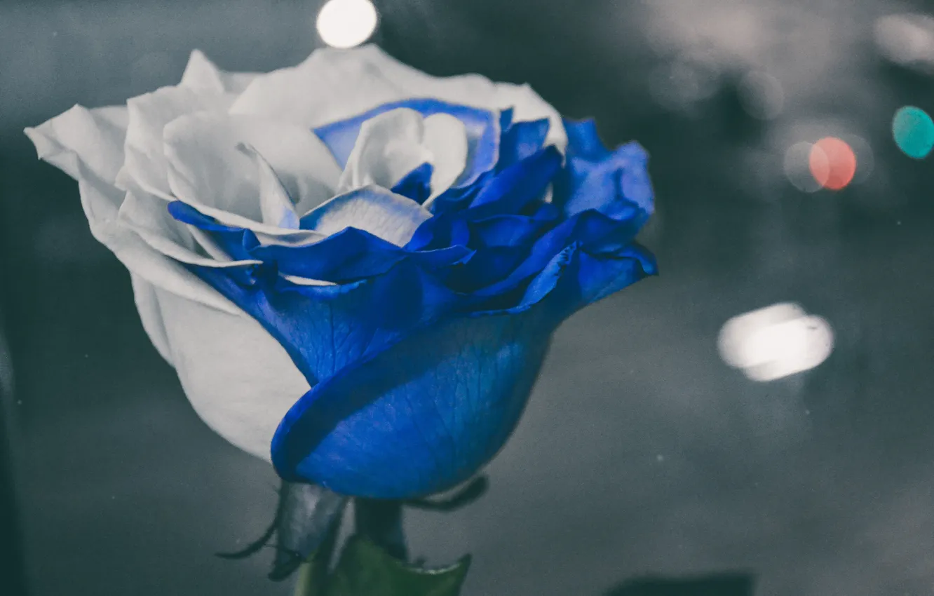 Photo wallpaper roses, bokeh, Blue Rose
