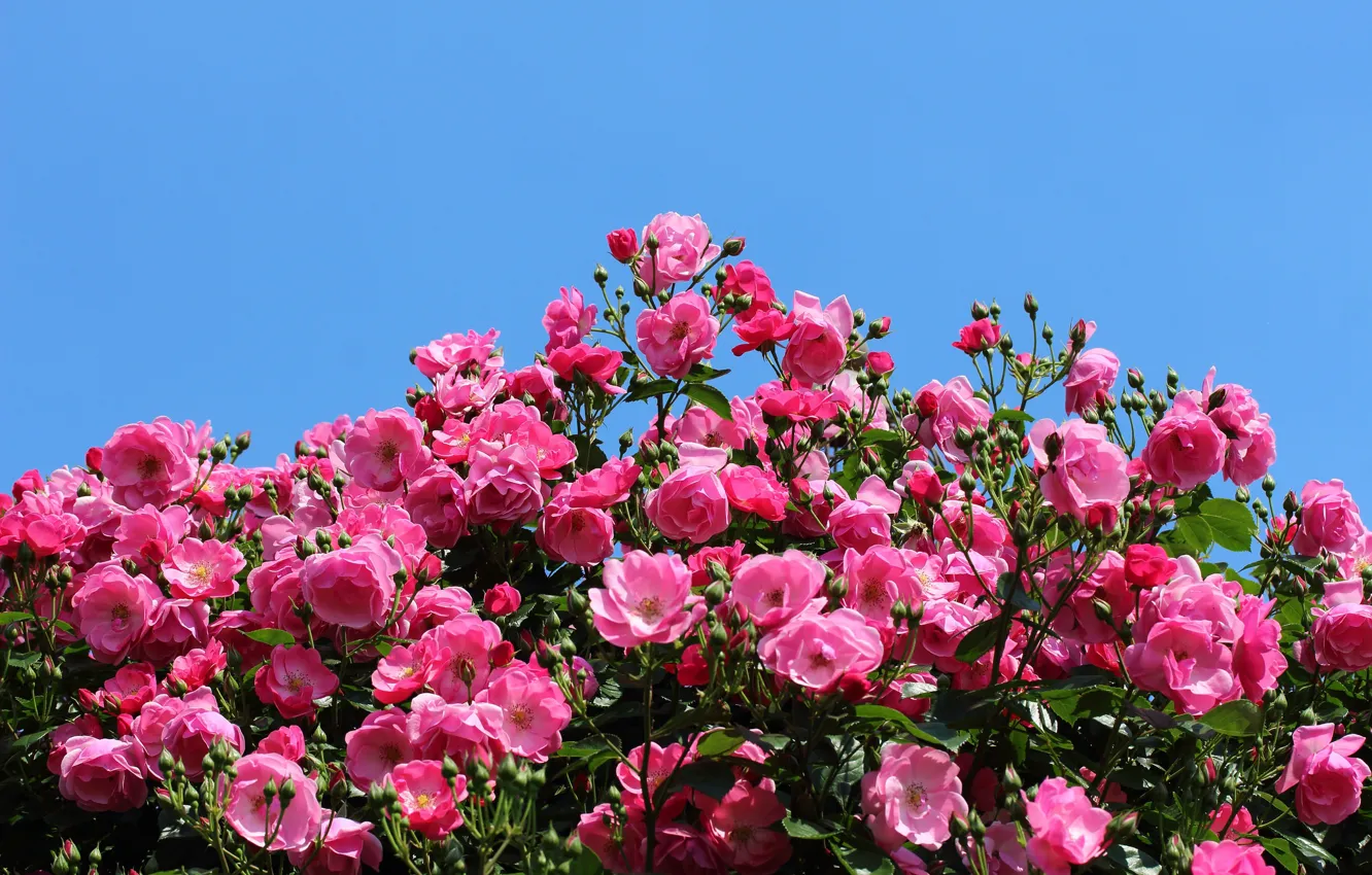 Photo wallpaper the sky, pink, roses