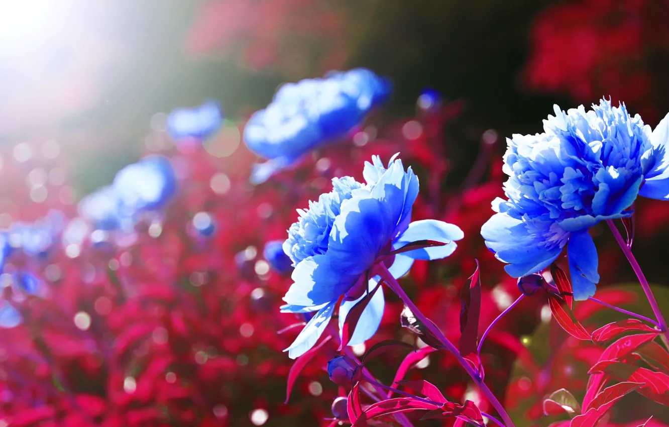 Photo wallpaper flowers, background, color, blue flowers