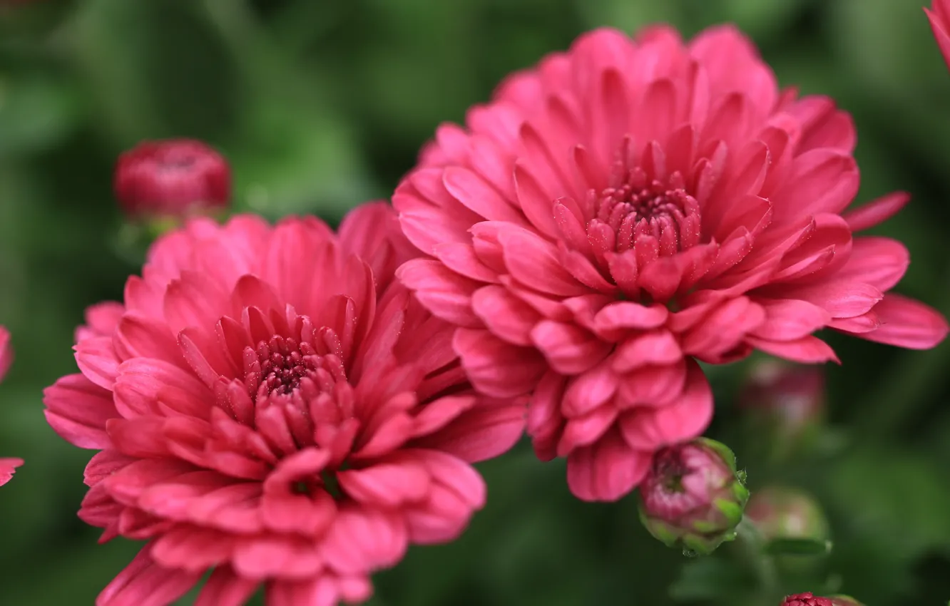 Photo wallpaper flowers, pink, chrysanthemum