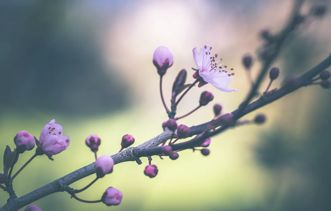 Photo wallpaper flowers, branches, cherry, spring, pink, buds, flowering, bokeh
