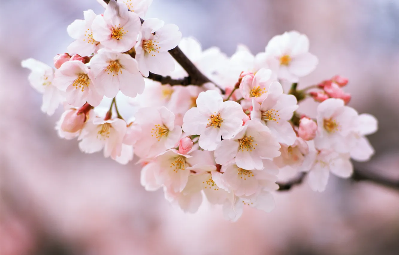 Photo wallpaper cherry, branch, blooming
