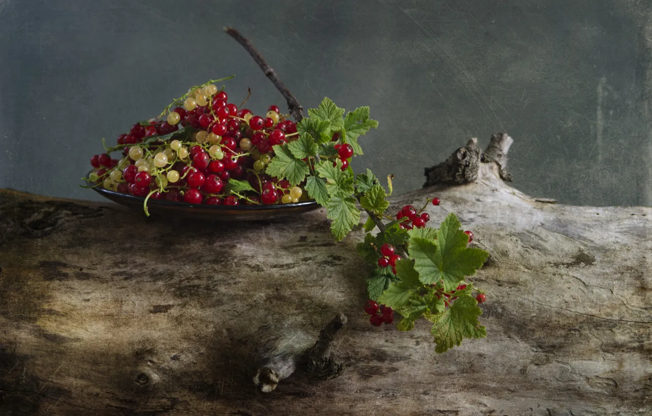 Photo wallpaper berries, still life, currants, vintage, red currant, branch berries, porecki, branch of currants