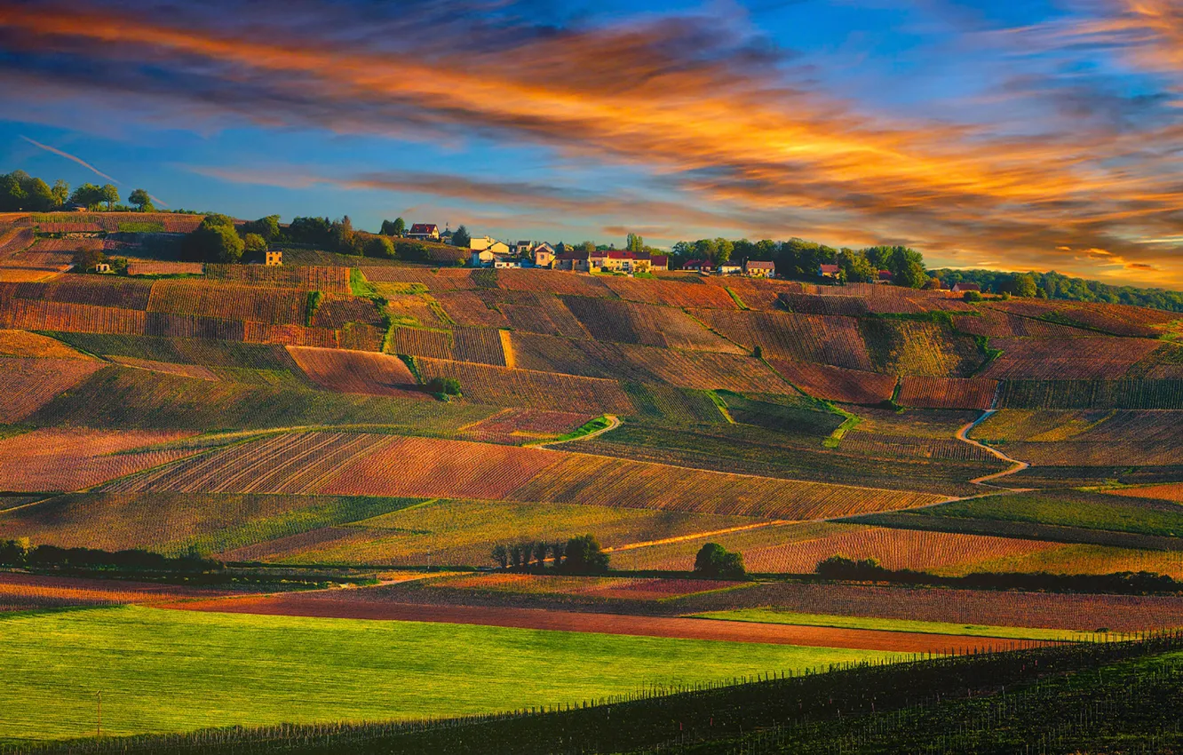 Photo wallpaper sunset, France, village, Champagne, vineyards